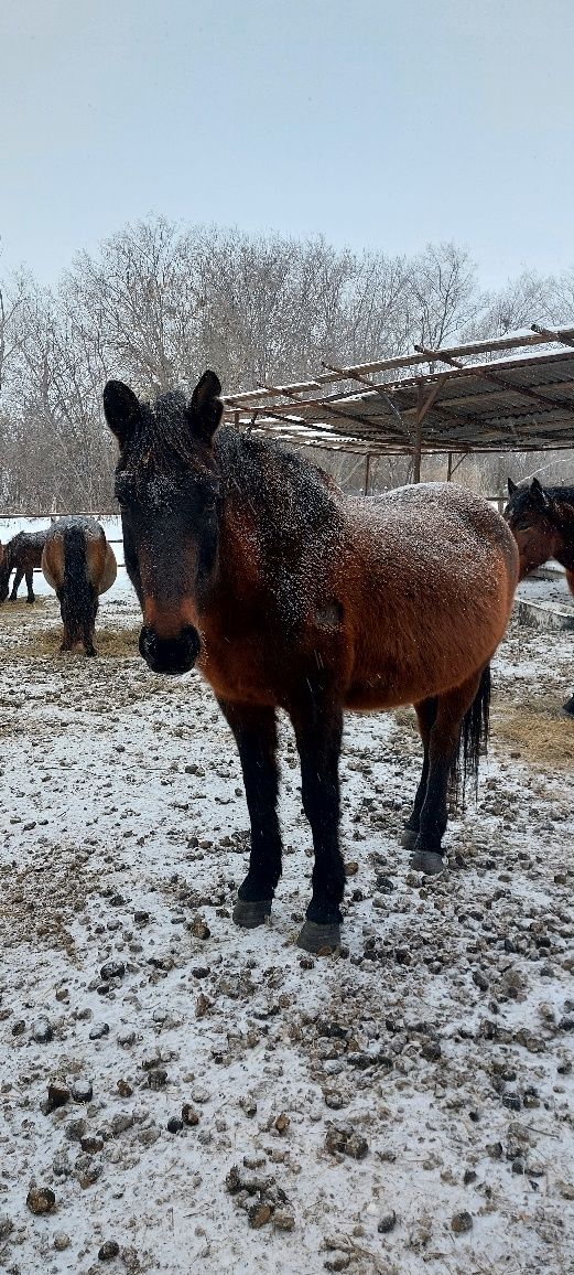 Продам  жерёбых кобыл