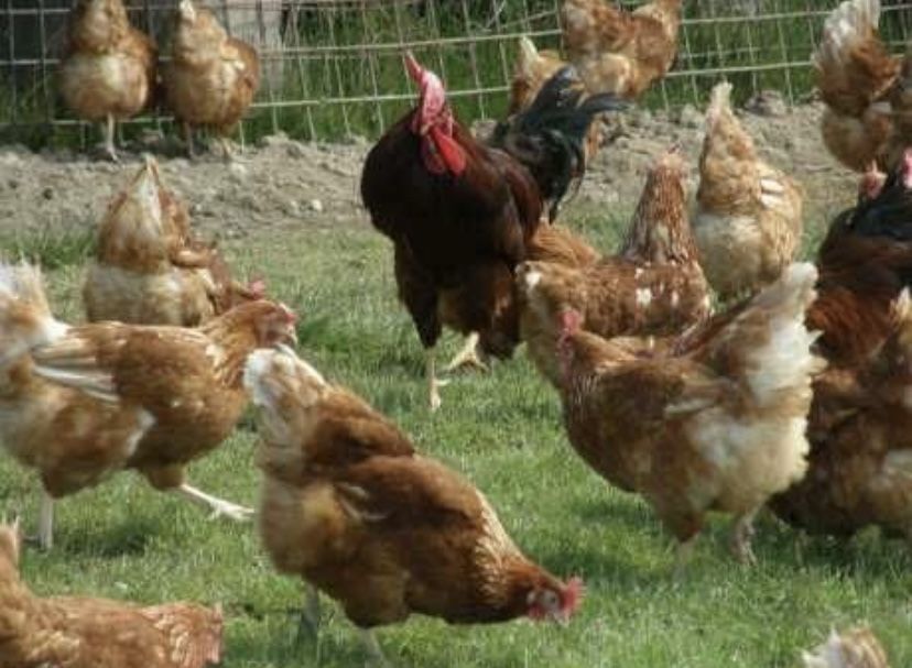 Vand pui carne, gaini ouatoare, pui colorati