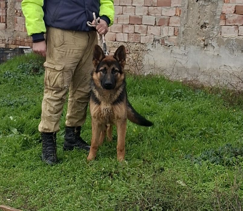 Обучено мъжко немска овчарка