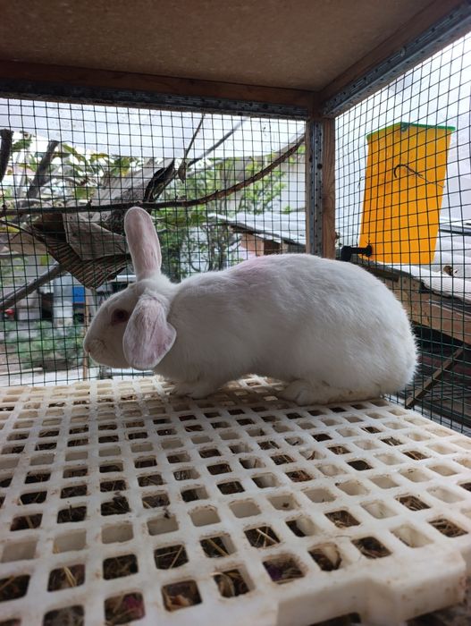 7 oyli samesla toza boqilgan.