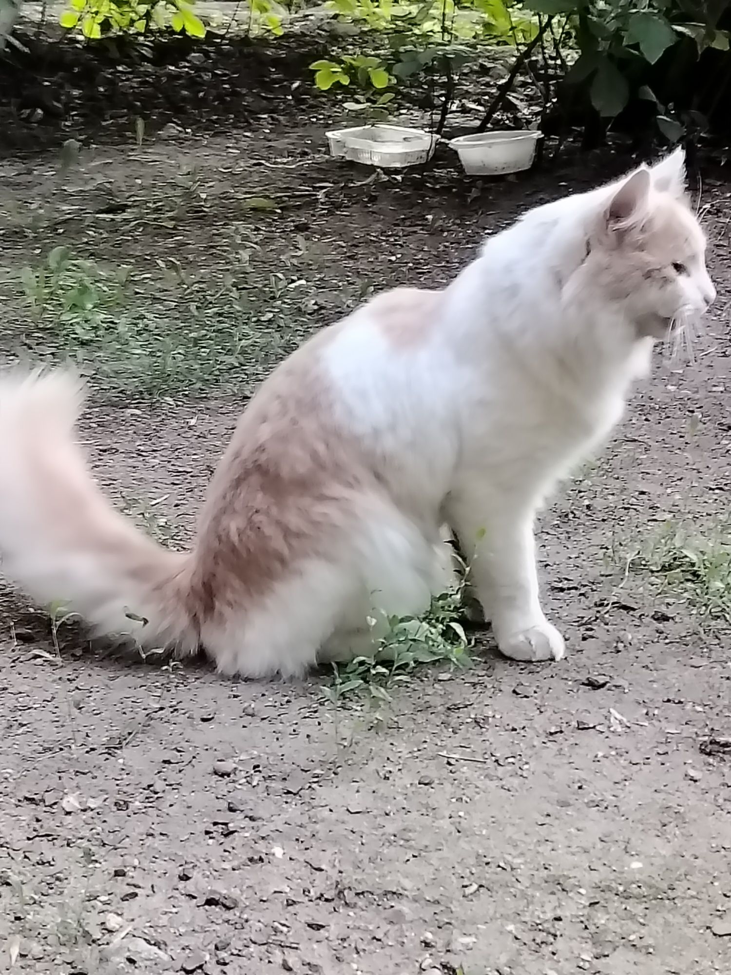 Котик ищет семью!