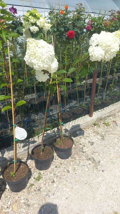 Plante ornamentale și fructiferi – Transformă-ți grădina cu noi!