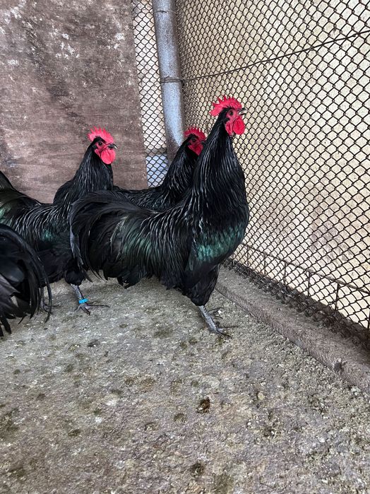 Cocoși australorp negru 2025