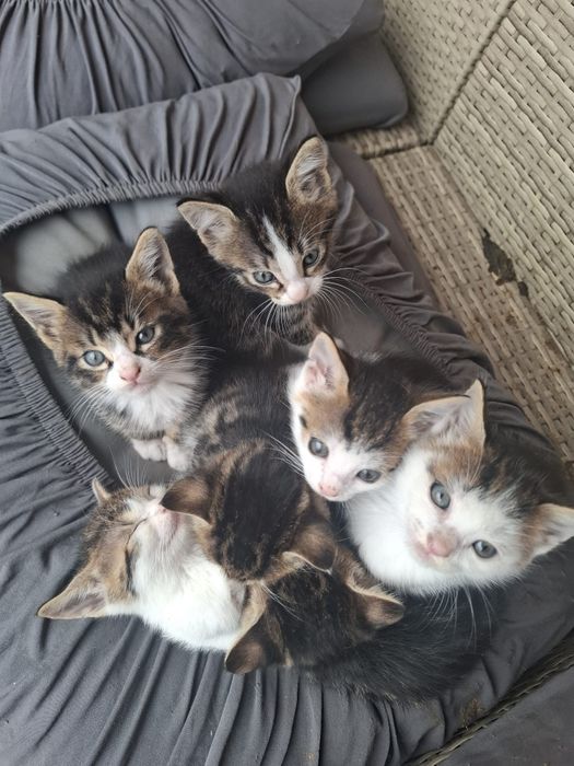 7 suflete mici caută o casă plină de iubire
