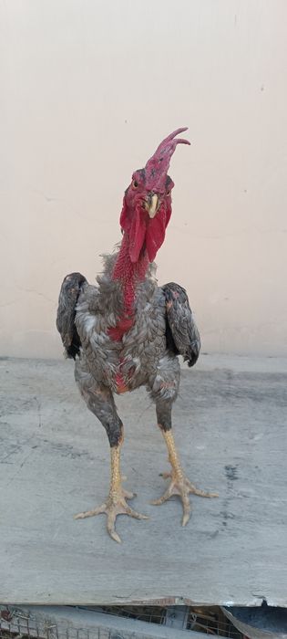 Кул шалпан хуроз