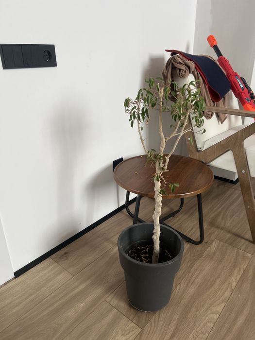 даром фикус Бенджамина