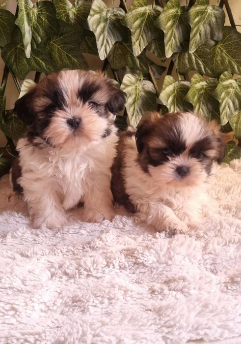 Ши Тцу Shih Tzuu