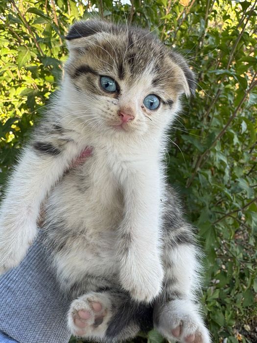 Котенок вислоухий