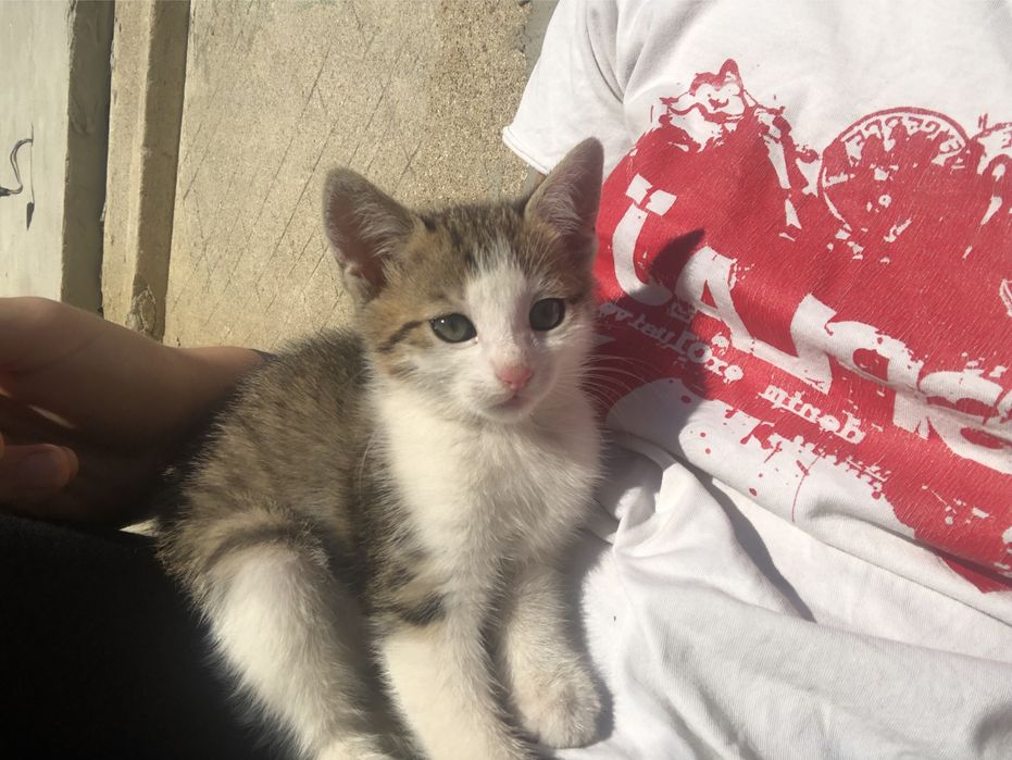 Pui de pisica pentru adoptie