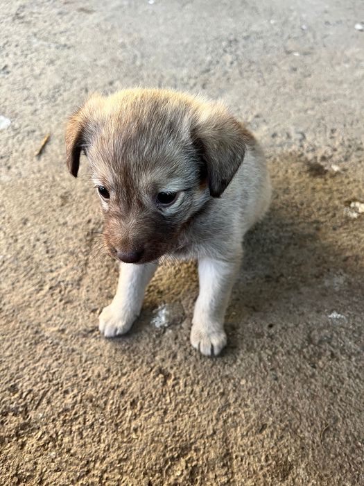 Подарявам три малки кученца на 1 месец
