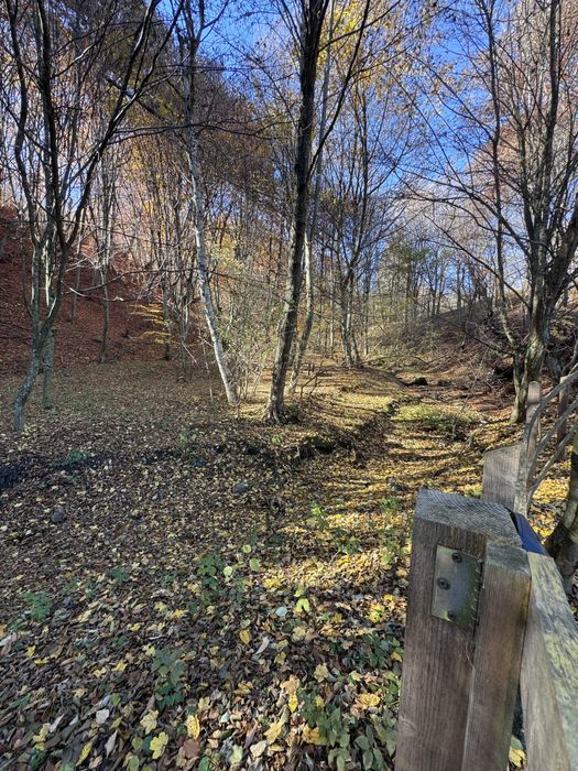 Teren intravilan Bradulet (Ungureni) , imprejmuit, langa padure