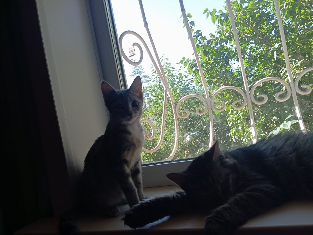 Котята , коты и кошки