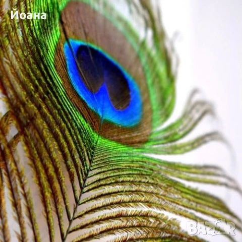 Паунови пера, декорация, букети, подаръци