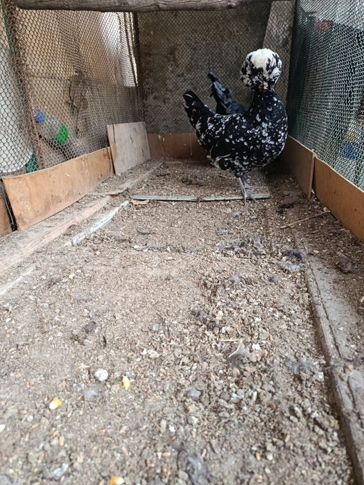 Xoroz makiyon sotiladi