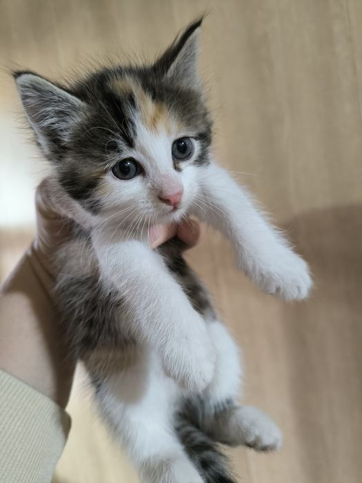 Котята бесплатно г.Шу