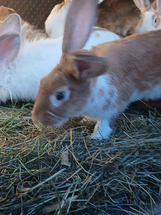 Iepuri tineri și adulți