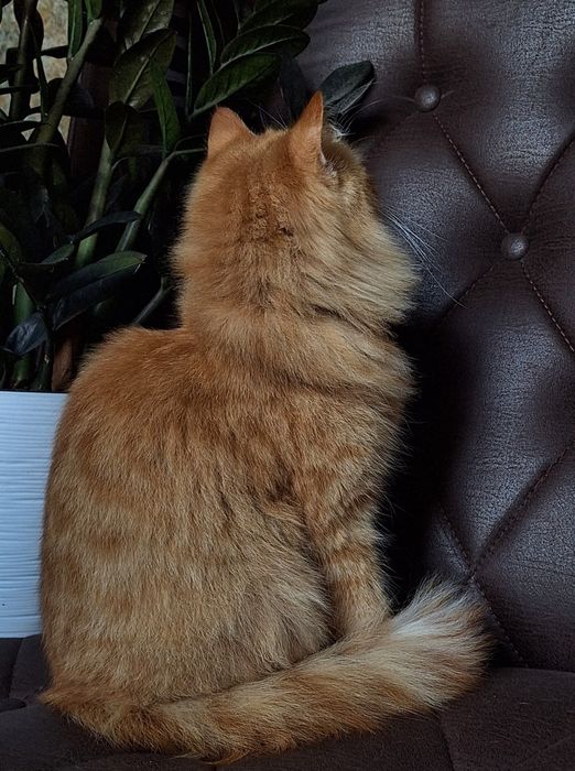 Подари Венди семью