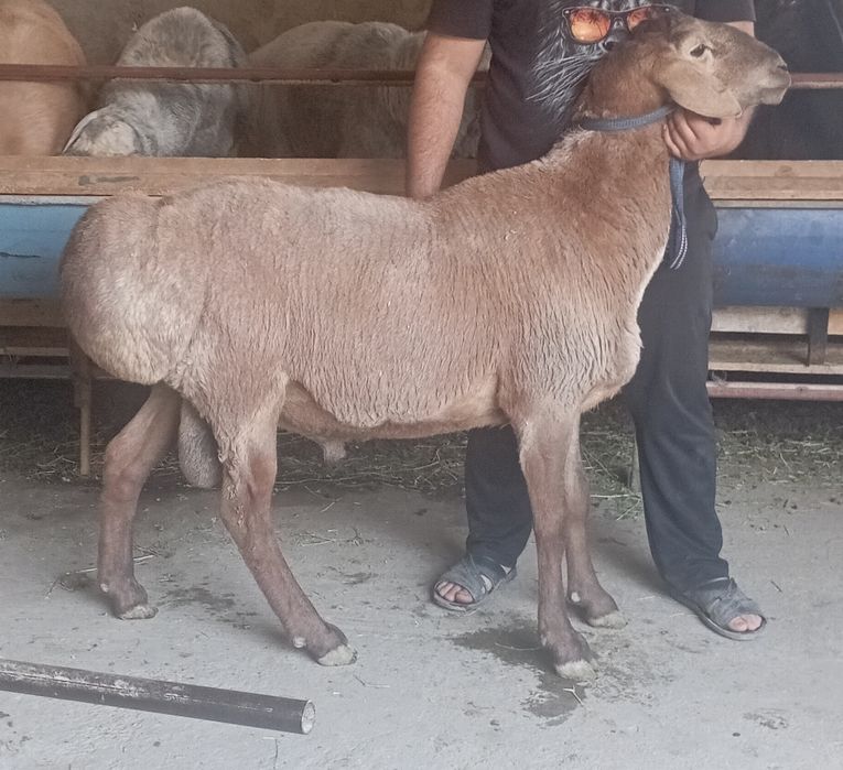 Киргиз катта кучкорлар уругликка