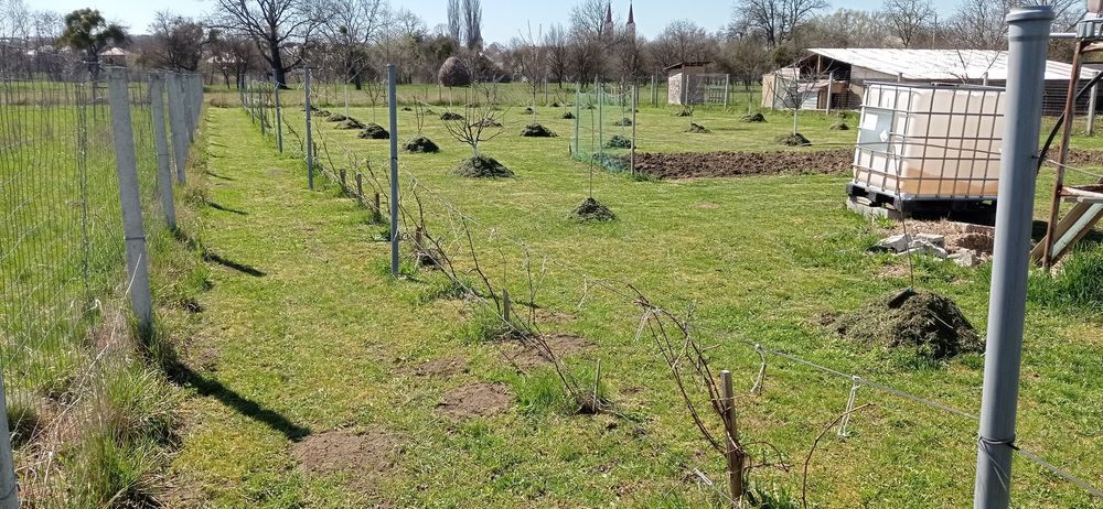 Teren Somcuta Mare intravilan