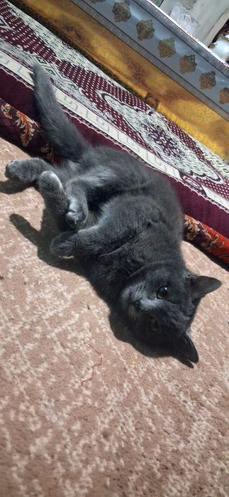 British shorthair zotdor mushuk