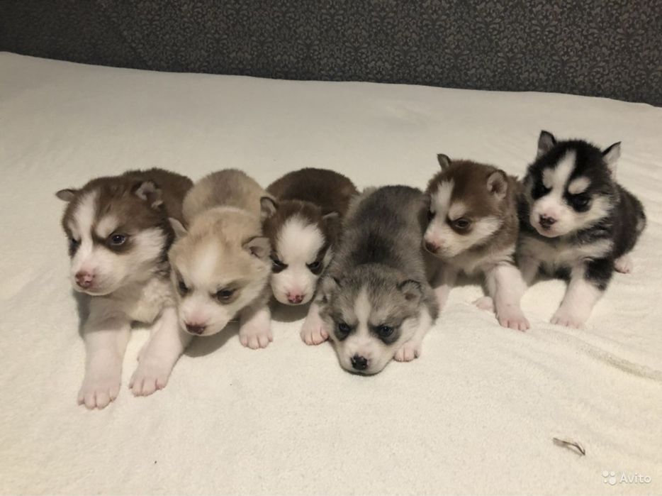 Хаски отдам бесплатно