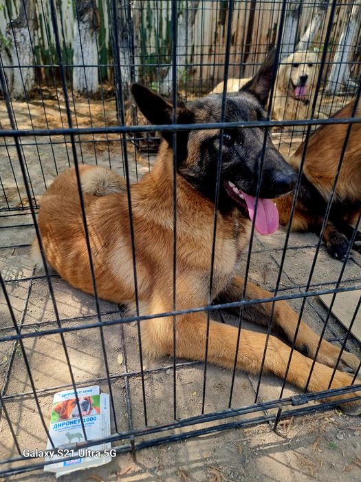 Белгейский овчарка Малинуа