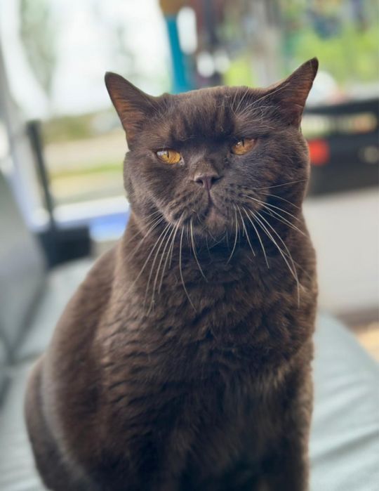 Отдам кота и кошку в хорошие руки