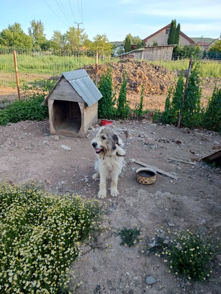 Donez câine ciobănesc