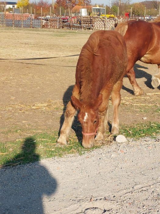 Vand manza de 5 luni.