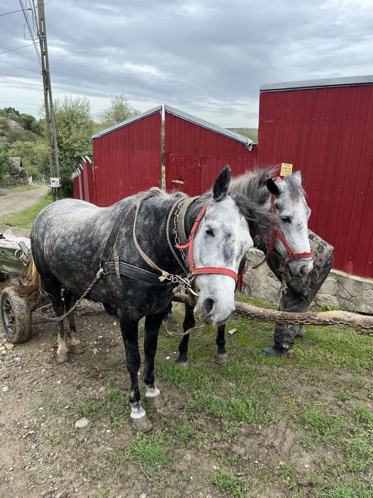 De vanzare 2 cai intre 2 si 5 ani