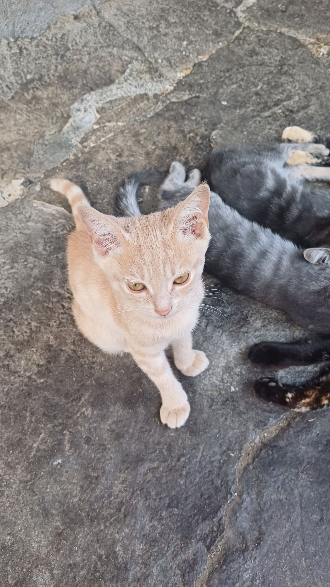 Котята крысоловы