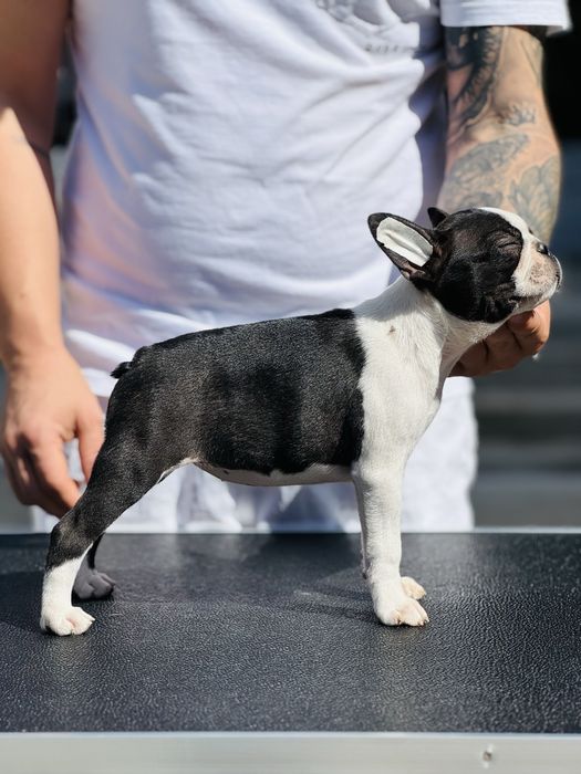 Femela Boston Terrier (Nu Bulldog francez )