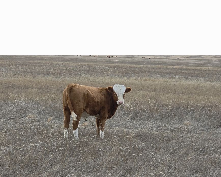 Подсос актобе кандыагаш