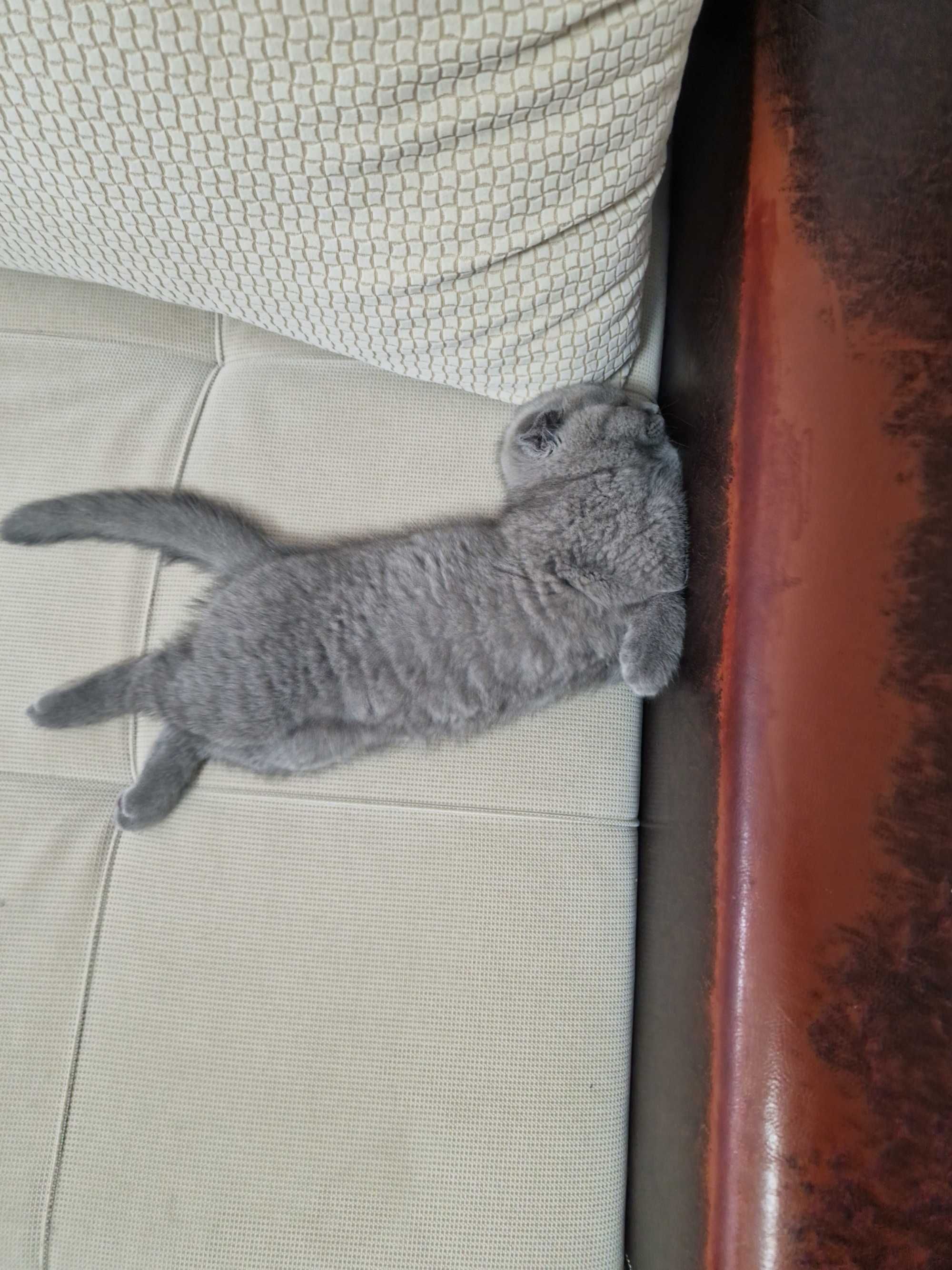 Котка британска клепоуха