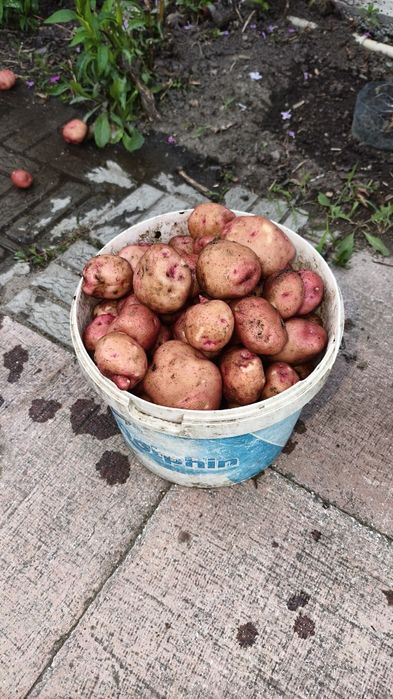 Продам картошку домашнюю