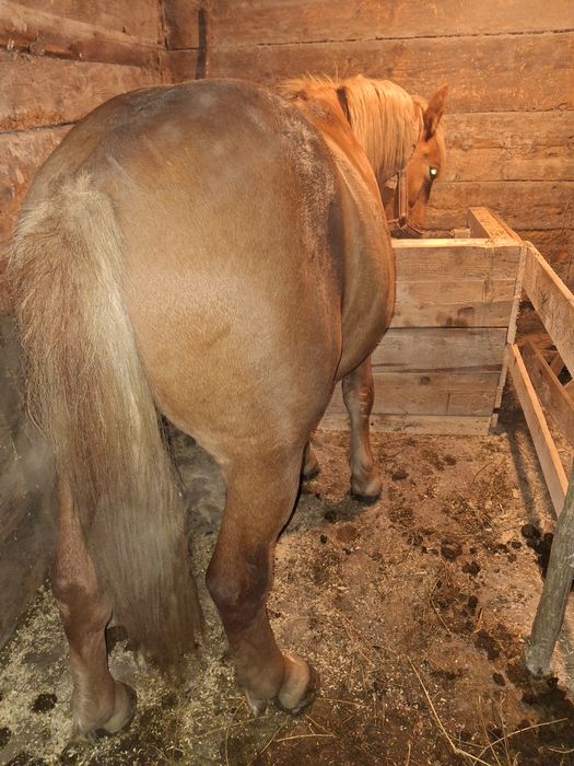 Vând sau schimb mânz armăsar de un an și 4 luni cuminte