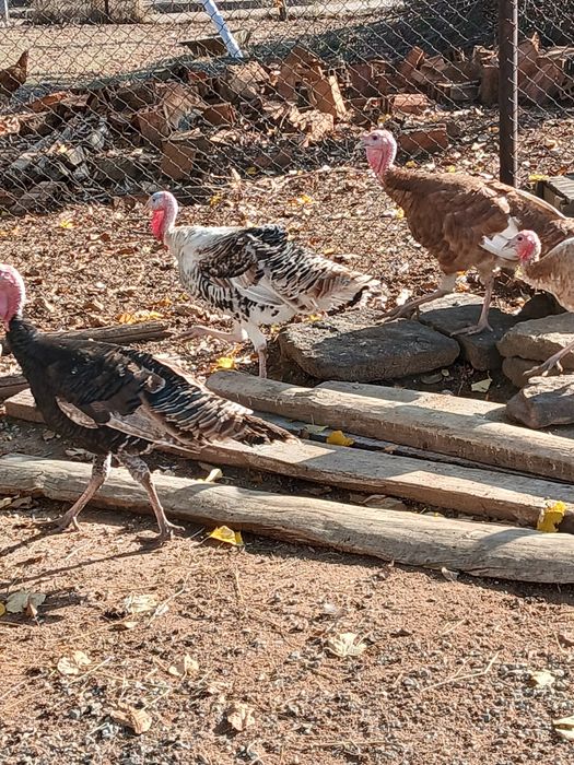 Млади домашни пуйки