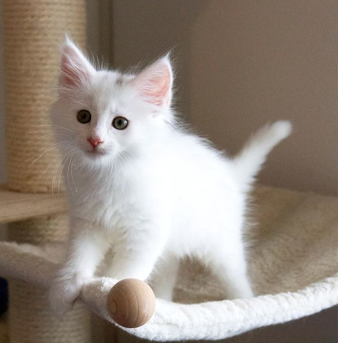 Angora turceasca 1200 lei