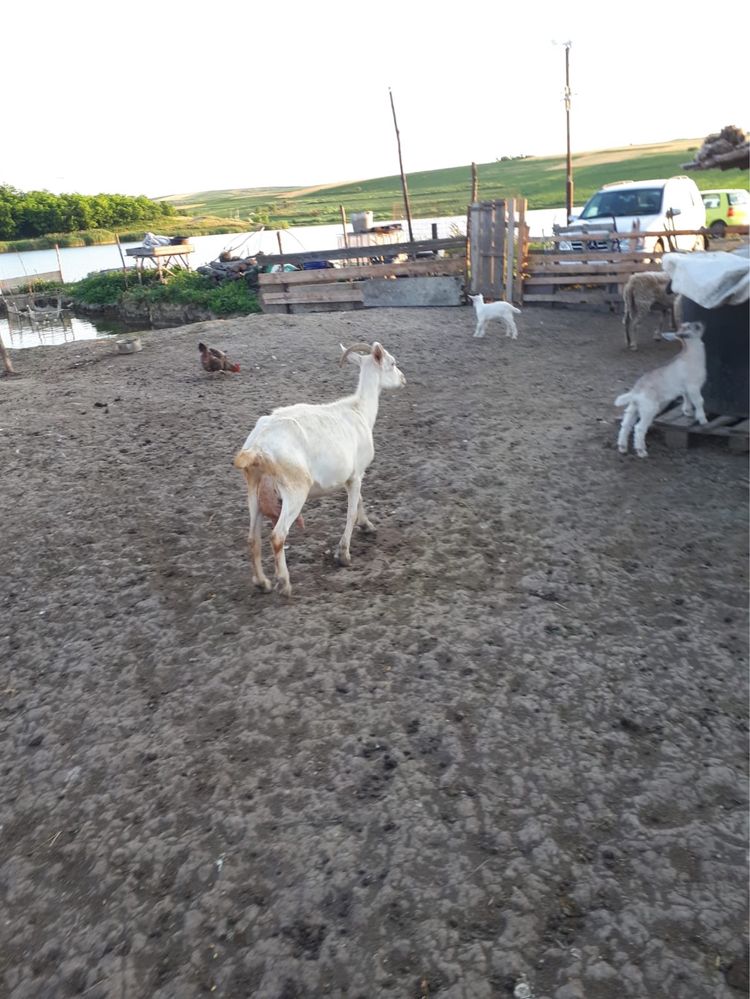 Capre “sanen” de vanzare