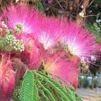 Albizia arbore de matase