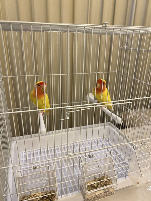 Nerazluchka 2ta,3ta tuxumi bor sog’lom qushla