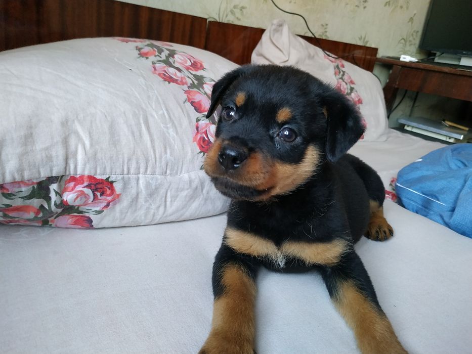 Передержка маленьких собак или щенков