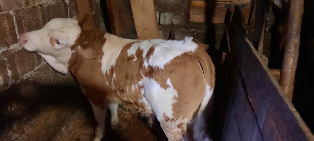 Vițel bălțată românească