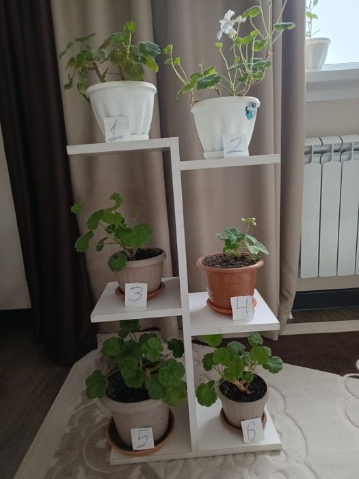 Пеларгония ( герань)