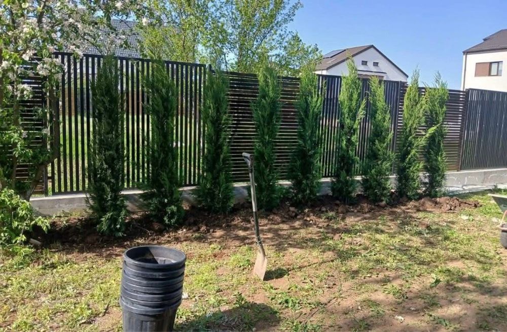 Plante Naturale – Verde autentic, frumusețe vie