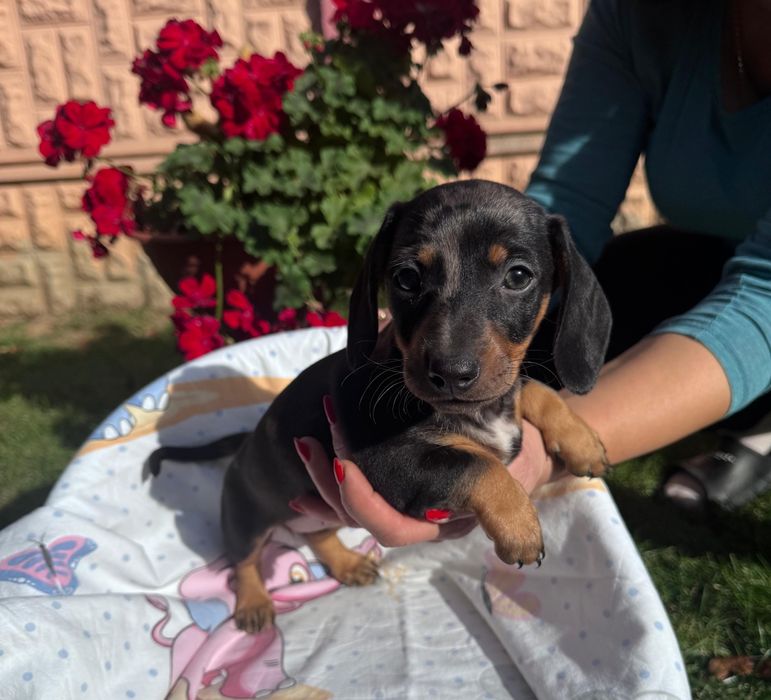 Teckel fetita tricolor arlechin