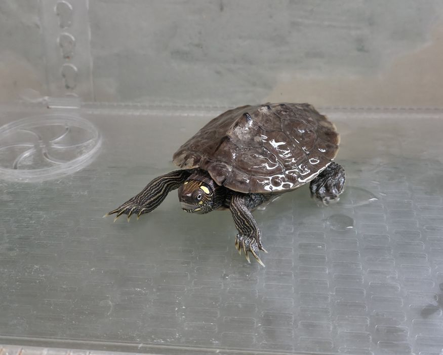 Donez 2 broaște țestoase de apă Exotice