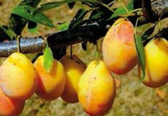 Prun (Soiul Tipala )