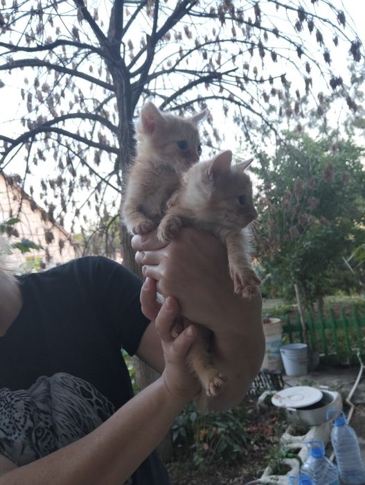 Рыжий мальчик к деньгам