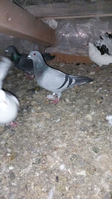 Vand porumbei voiajori